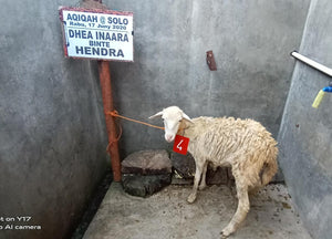 Aqiqah Indonesia - Goat