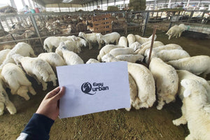 Qurban Australia - Sheep - EasyQurban