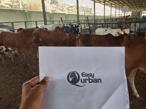 Qurban Mecca - Cow - EasyQurban