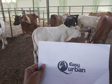 Load image into Gallery viewer, Qurban Australia - Cow (Per Part) - EasyQurban