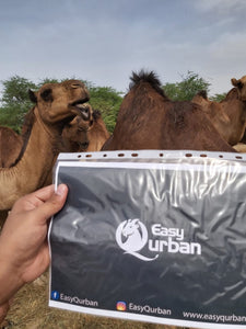 Qurban Mecca - Camel - EasyQurban