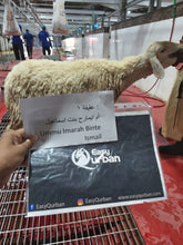 Load image into Gallery viewer, Aqiqah Mecca - Goat