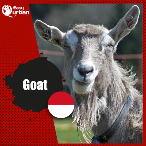 Qurban Indonesia - Goat - EasyQurban