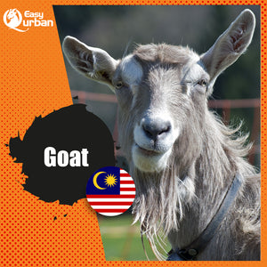 Qurban Malaysia - Goat - EasyQurban