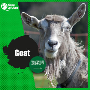 Qurban Mecca - Goat - EasyQurban