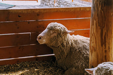 Load image into Gallery viewer, Qurban Australia - Sheep - EasyQurban